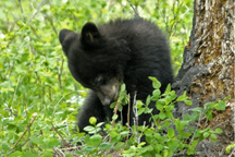 Yellowstone Park Black Bear Cub